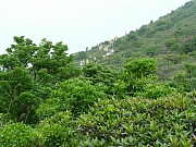 Thumbnail of pic_Wai_072.JPG