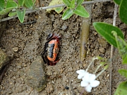 Thumbnail of pic_KT_Lui_062.JPG