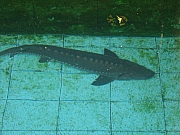 Thumbnail of DSC02846.JPG