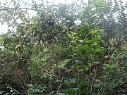 Thumbnail of IMG_0631.JPG