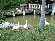 Thumbnail of P1030481.JPG