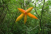 Thumbnail of P1110107.JPG