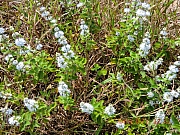 Thumbnail of pic_Wai_157.JPG