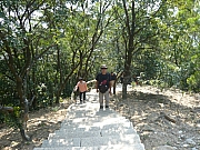Thumbnail of pic_Liang_23.JPG