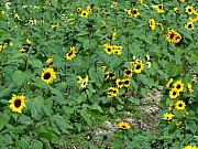 Thumbnail of PC250529.JPG