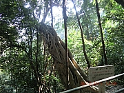 Thumbnail of pic_Wai_226.JPG