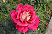 Thumbnail of pic_Wing_0276.jpg