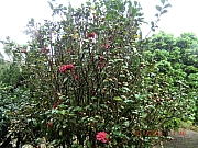 Thumbnail of pic_Wai_084.JPG