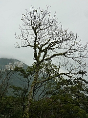 Thumbnail of pic_FW_Li_29.JPG