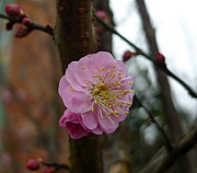 Thumbnail of pic_CC_Li_113.jpg