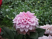 Thumbnail of pic_YL_Wong_54.JPG