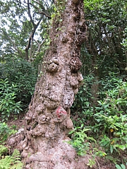 Thumbnail of pic_YL_Wong_27.jpg
