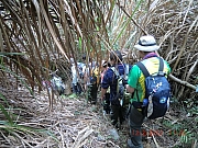 Thumbnail of pic_Wai_110.JPG