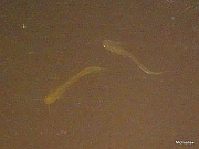 Thumbnail of pic_Wai_0025.JPG