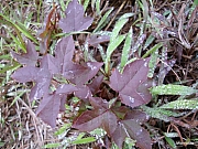 Thumbnail of pic_Wai_0155.JPG