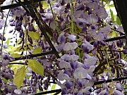 Thumbnail of pic_Eddie_Lui_079.JPG