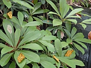 Thumbnail of pic_Eddie_Lui_031.JPG