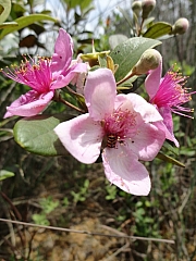 Thumbnail of pic_Eddie_Lui_126.JPG
