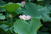 Thumbnail of pic_Billy_089.JPG