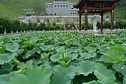 Thumbnail of pic_CC_Li_075.JPG