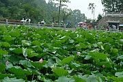 Thumbnail of pic_CC_Li_080.JPG