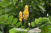 Thumbnail of pic_FC_Chan_060.JPG