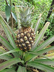 Thumbnail of pic_Billy_16.JPG