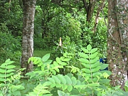 Thumbnail of pic_Anthony_056.JPG