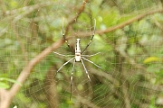 Thumbnail of pic_Billy_197.JPG