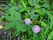 Thumbnail of pic_Eddie_Lui_26.JPG