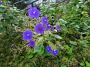Thumbnail of pic_Eddie_Lui_77.JPG