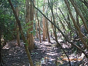 Thumbnail of pic_CC_Li_38.JPG