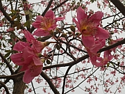 Thumbnail of pic_Eddie_Lui_121.JPG