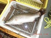 Thumbnail of pic_FC_Chan_088.JPG