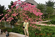 Thumbnail of pic_FC_Chan_243.JPG