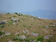 Thumbnail of pic_CW_Leung_37.JPG