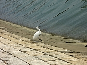 Thumbnail of pic_Eddie_130.JPG