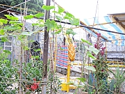 Thumbnail of pic_YL_Wong_05.JPG