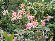 pic_Wai_105.JPG (703908 bytes)