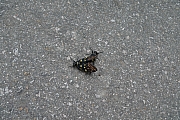 Thumbnail of pic_Billy_013.JPG