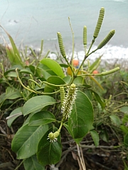 Thumbnail of pic_Eddie_Lui_158.JPG