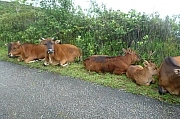 Thumbnail of pic_CC_Li_077.JPG