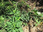 Thumbnail of pic_YL_Wong_022.JPG