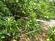 Thumbnail of pic_Wai_085.JPG