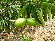 Thumbnail of pic_Wai_086.JPG