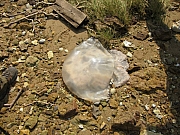 Thumbnail of pic_YL_Wong_074.JPG