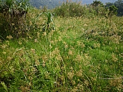 Thumbnail of pic_CW_Leung_018.JPG