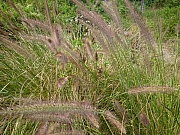 Thumbnail of pic_CW_Leung_035.JPG