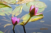 Thumbnail of pic_CC_Li_054.JPG