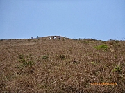Thumbnail of pic_Wai_107.JPG